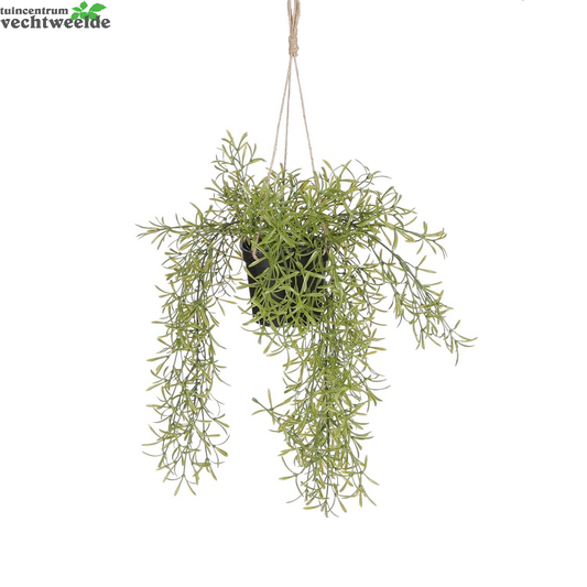  Rhipsalis Hang Hang L40b9.5h9.5 Groen (Zijde-plant)