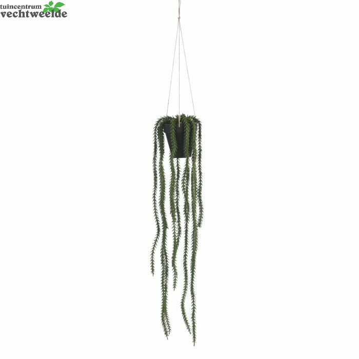  Rhipsalis Hangend D9cm Groen