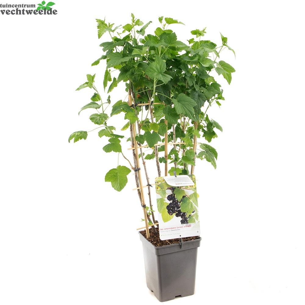  Ribes N. Zwarte Bes Leivorm Vp5