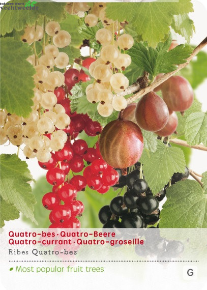  Ribes Quatrobes VP5