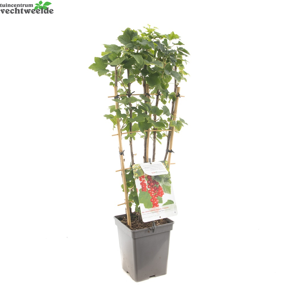  Ribes R. Jonkheer V Tets Lei VP5