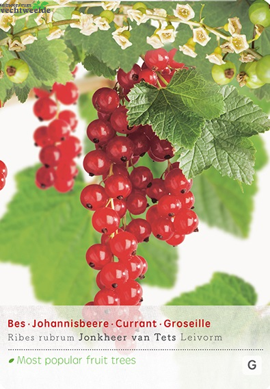  Ribes R. Jonkheer V Tets Lei VP5