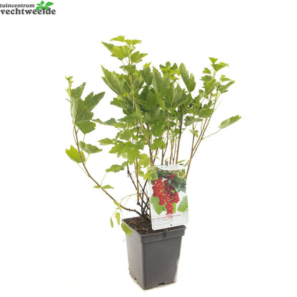  Ribes R. 'Rovada'