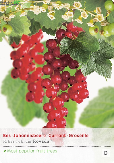  Ribes R. 'Rovada'