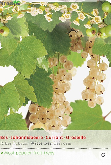  Ribes R. Witte Parel Leivorm Vp5
