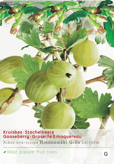  Ribes Uva Cr. Hinnonm Gron Lei Vp5