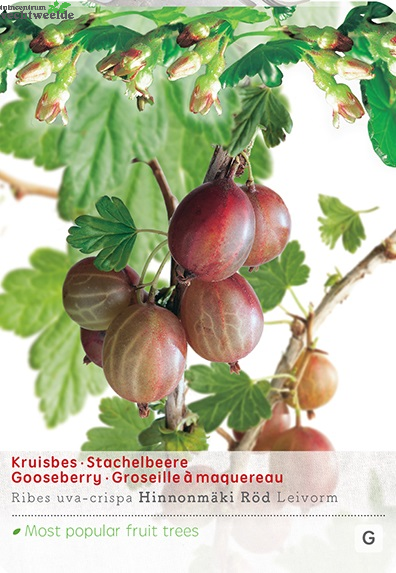  Ribes Uva Cr. Hinnonm Rod Lei Vp5