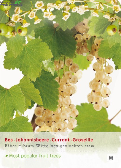  Ribes 'Witte Bes'