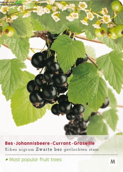  Ribes 'Zwarte Bes'