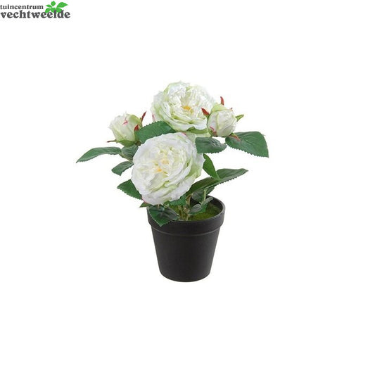  Roos In Pot H28cmwit/groen (Zijde-plant)