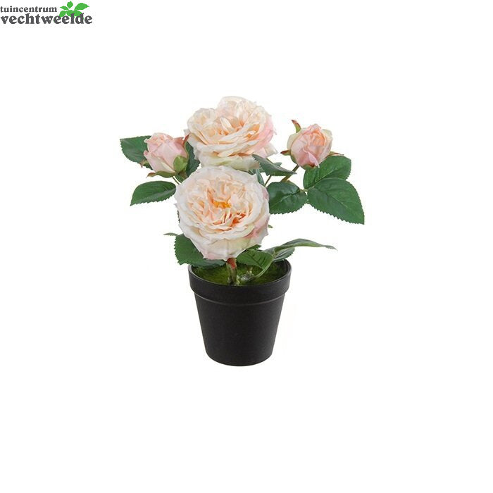  Roos In Pot H28cmzalm (Zijde-plant)