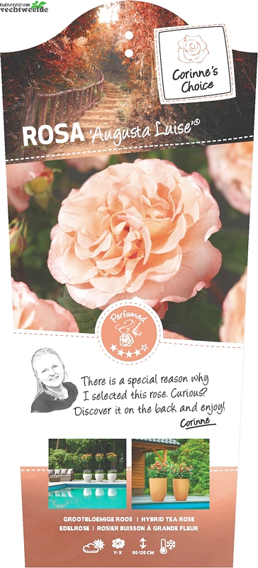  Rosa 'Augusta Luise'®