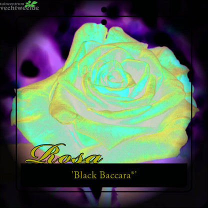  Rosa 'Black Baccara'®