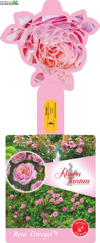  Rosa 'Eisvogel'®