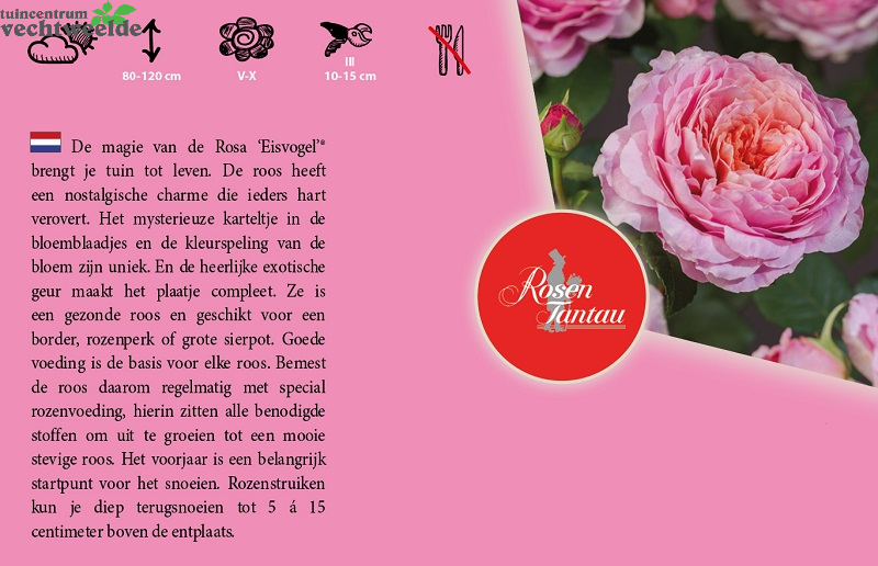 Rosa 'Eisvogel'®