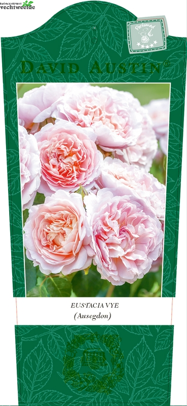  Rosa 'Eustacia Vye'®