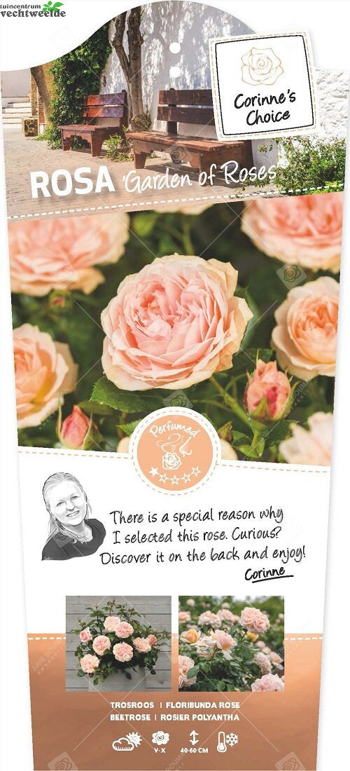  Rosa 'Garden Of Roses'®pot 24, Stam 60
