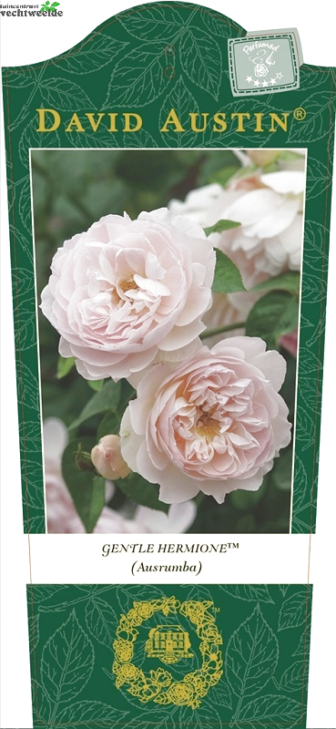  Rosa 'Gentle Hermione'(TM)