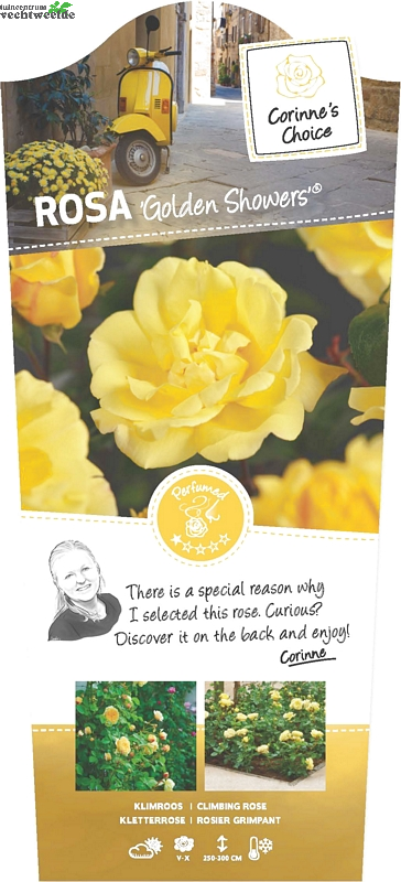  Rosa 'Golden Showers'®