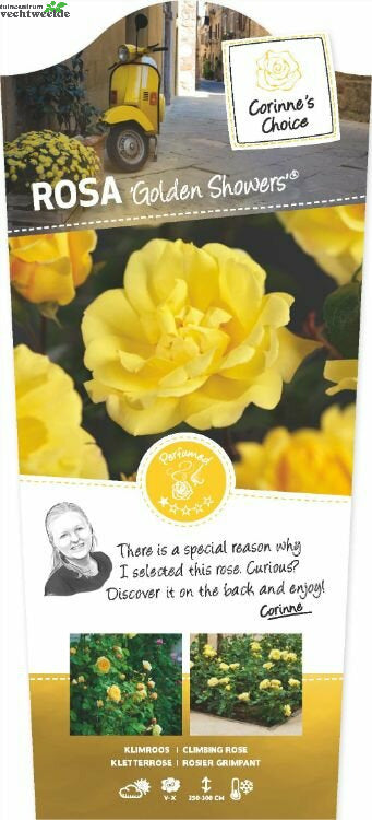  Rosa Golden Showers 4stok VP5L