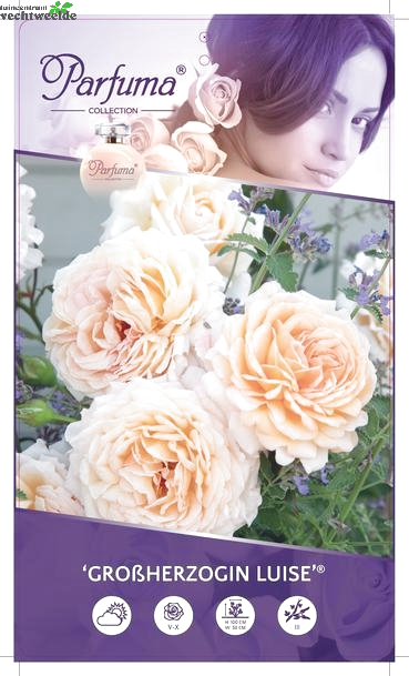  Rosa 'Grossherzogin Luise'®
