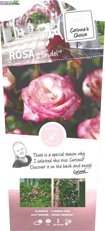  Rosa 'Händel'®