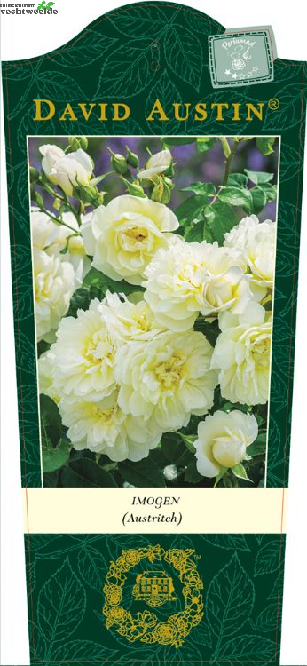  Rosa 'Imogen' (TM)
