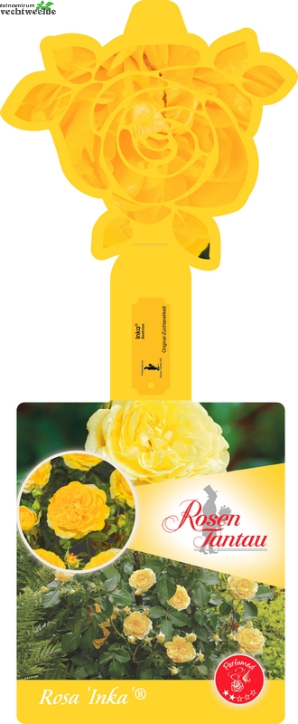  Rosa 'Inka'®