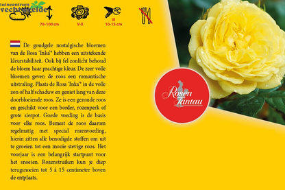  Rosa 'Inka'®