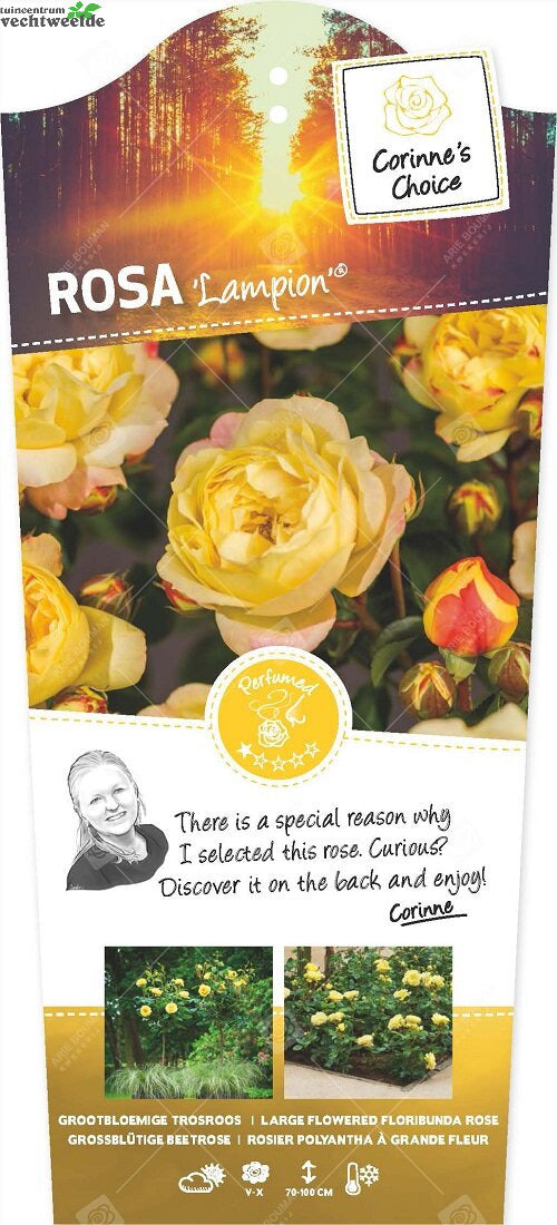  Rosa 'Lampion'®pot 24, Stam 60