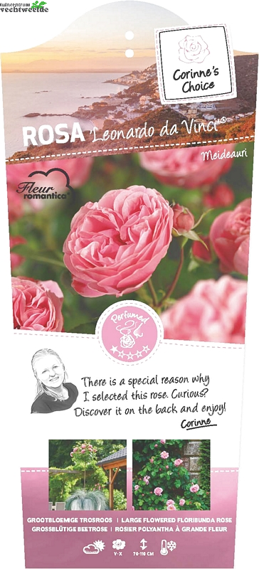  Rosa 'Leonardo Da Vinci'®