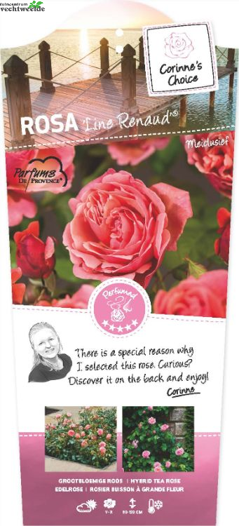  Rosa 'Line Renaud'®
