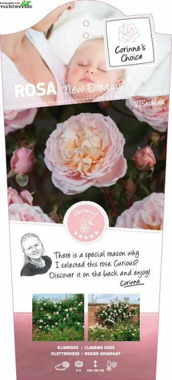  Rosa 'New Dreams'®