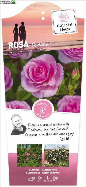  Rosa 'Odelia'(TM) Renaissance®