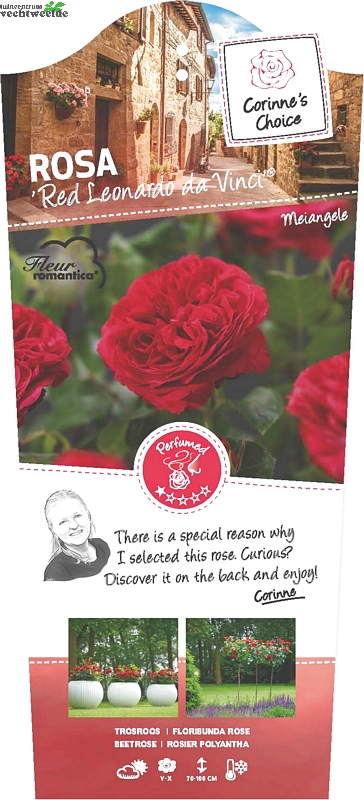  Rosa 'Red Leonardo Da Vinci'®