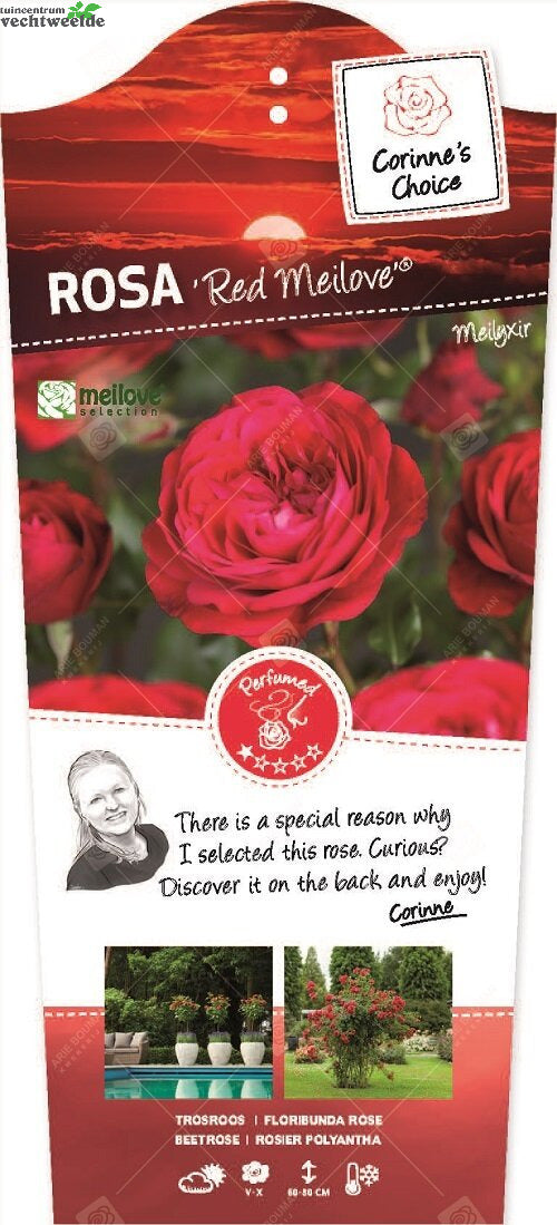  Rosa 'Red Meilove'®pot 24, Stam 90cm