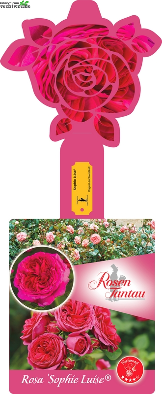  Rosa 'Sophie Luise'®