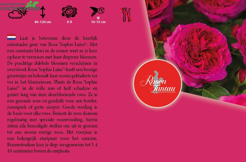  Rosa 'Sophie Luise'®