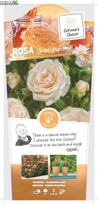  Rosa 'Sweet Honey'®