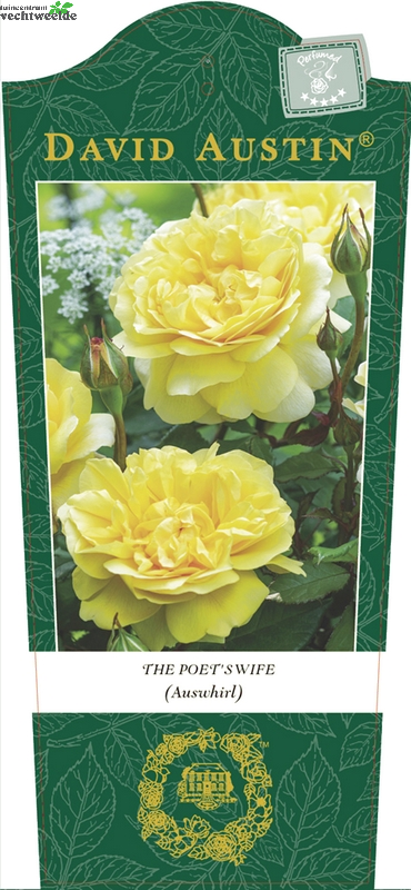  Rosa 'The Poet's Wife'®