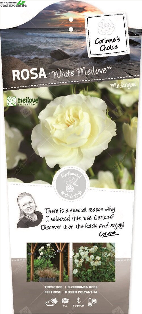 Rosa 'White Meilove'®pot 24, Stam 60