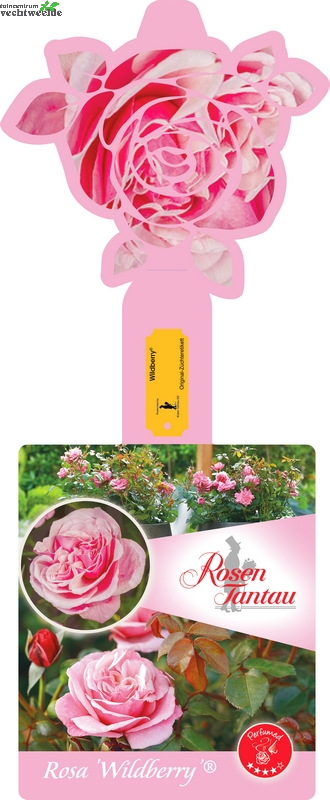  Rosa 'Wildberry'®