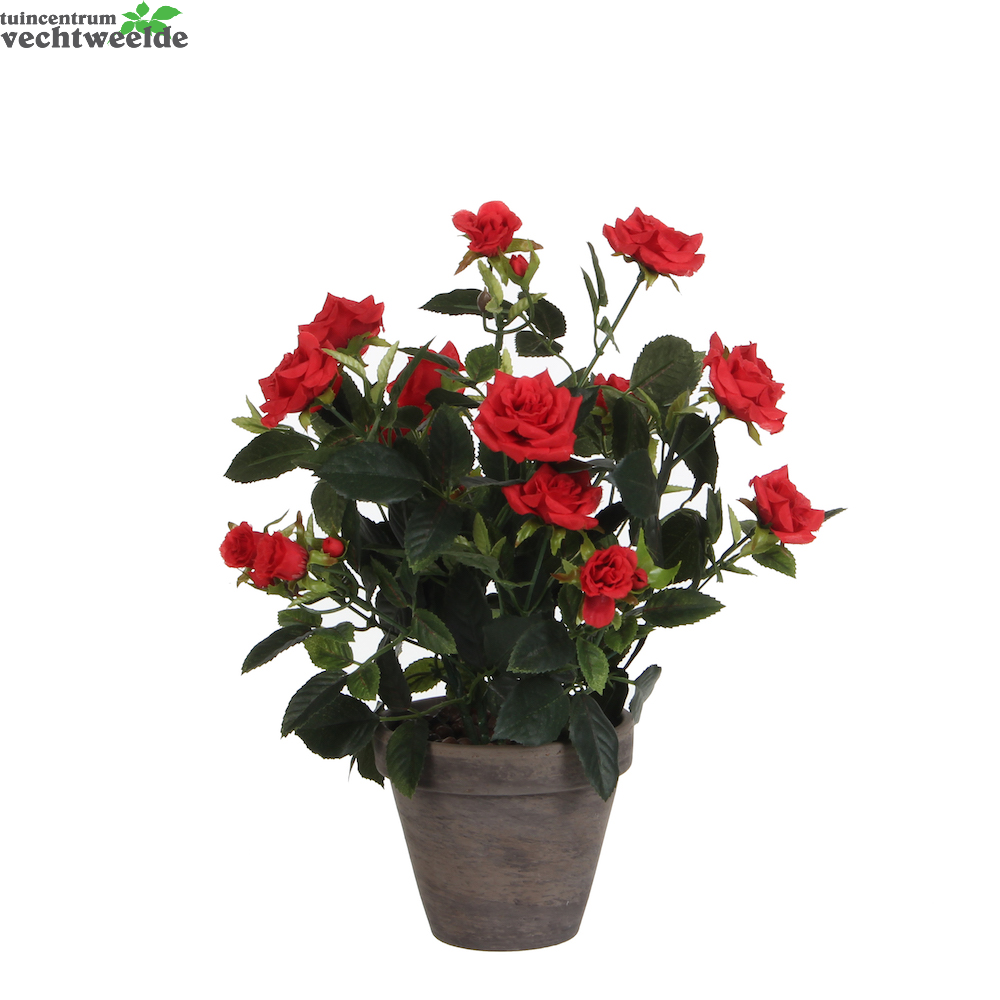  Rozenstruik In Pot D25h33cm Rood (Zijde-plant)