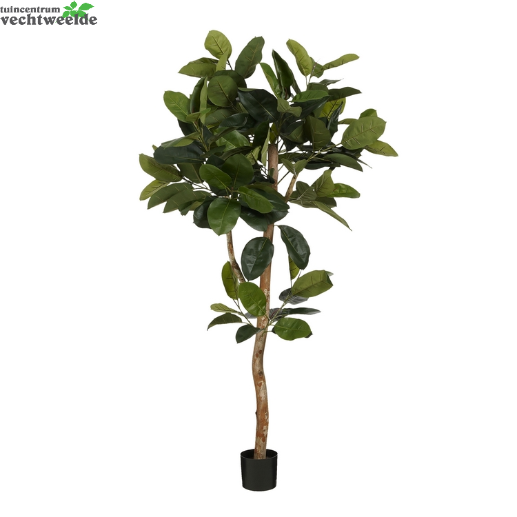  Rubberplant I/pot D50h180cm Groen