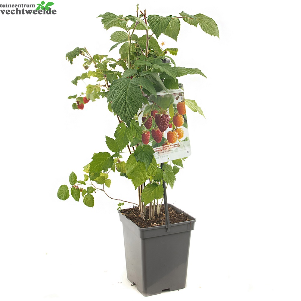  Rubus Ideaus Quatro- Framboos