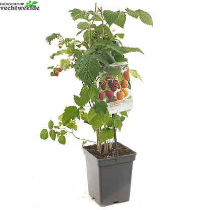  Rubus Ideaus Quatro- Framboos