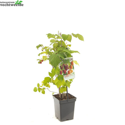  Rubus Ideaus Quatro- Framboos