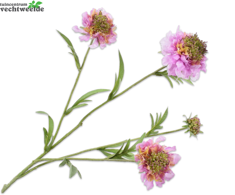  Scabiosasteel L80cm Lavendel/roze