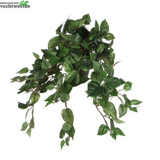  Scindapsus Hangpot L45b25h25cm Grn