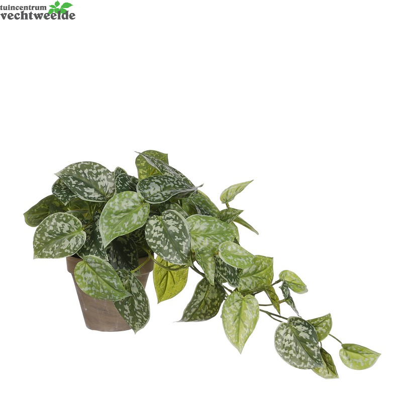  Scindapsus In Pot D17h44cm Groen